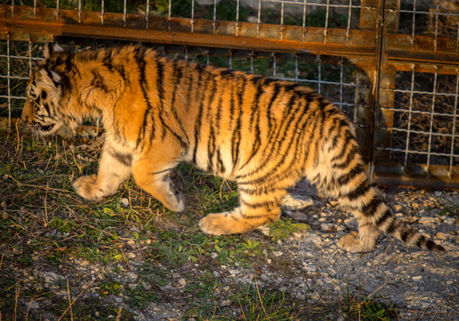 Baby tiger in zoo