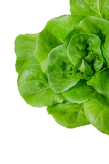 Fresh wet green butterhead salad isolated on white background