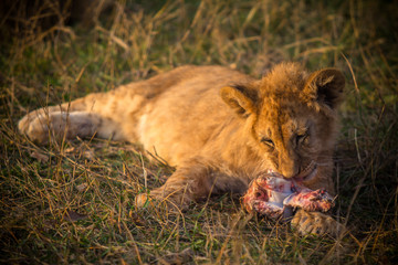 Lion cub  