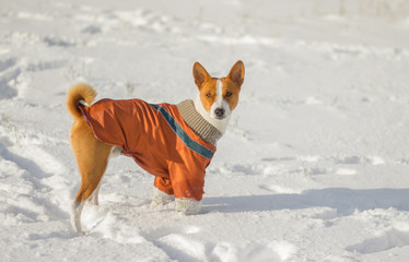 Cute basenji dog in fresh snow