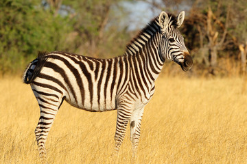 Zebra foal