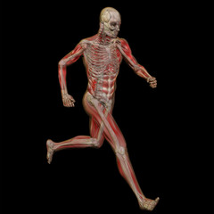 Fototapeta na wymiar 3D human male anatomy isolated