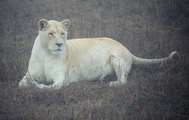 Female white lion