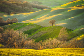 Spring Tuscan fields bathed in warm sunlight