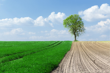 plowed field and meadow with grass and tree