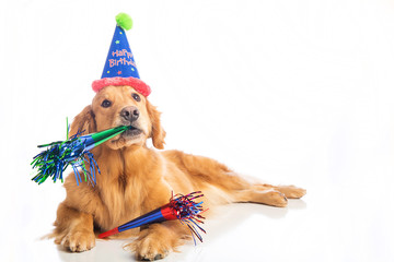 Dog Birthday Party