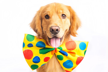 Dog Clown