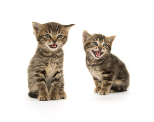 Two tabby kittens