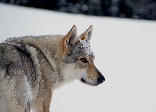 lupo cecoslovacco nella neve