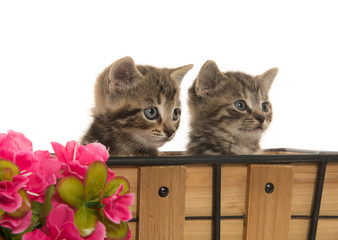 two cute tabby kittens