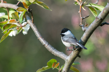 Black-capped Chickadee
