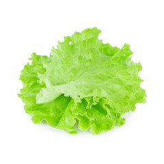 Fresh lettuce leaf