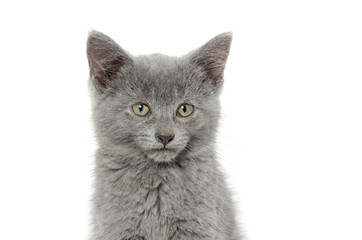 Cute gray kitten on white