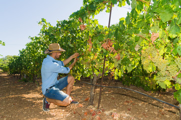 Fototapeta premium Young man, vine grower, in the vineyard.