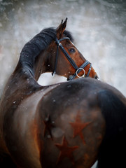 Portrait of a sports horse in the winter.
