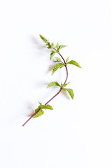fresh mint