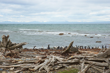 Magellanic Penguins (Spheniscus magellanicus)
