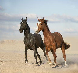 Obraz na płótnie Canvas Black and chestnut horses in desert