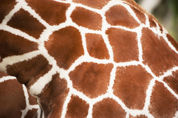 Obraz premium Giraffe close up texture spots