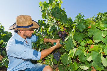 Young man, vine grower, in the vineyard.