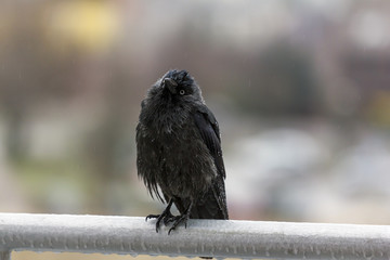 wet crow in the rain sitting on balcony rail