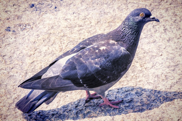 Pigeon close up