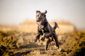 Portrait of running mixed breed dog