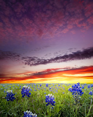 Bluebonnet Fields in Texas - 75613556
