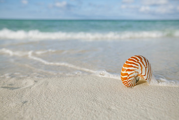 Fototapeta na wymiar nautilus shell on white beach sand, against sea waves