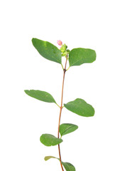 Gewöhnliche Schneebeere (Symphoricarpos albus)
