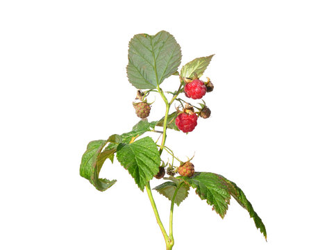Himbeere (Rubus idaeus)