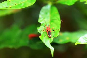 Poster Red cotton bug -dysdercus koenigii-. Chitwan-Nepal. 0928 © rweisswald