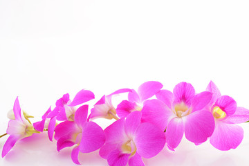 Fototapeta na wymiar かわいい蘭の花