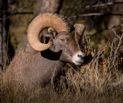 Big Horn Ram portrait