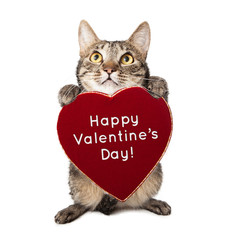 Cat With Valentines Day Heart