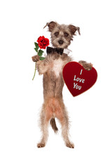 Dog Holding Rose and I Love You Heart