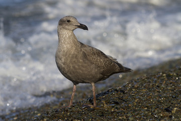 young seagull is standing on the beach on the Ocean