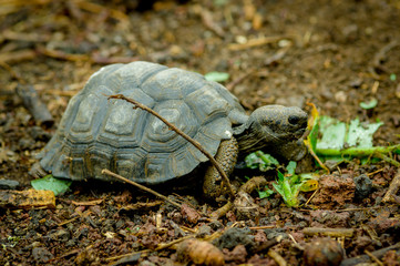 turtle in san cristobal galapagos islands