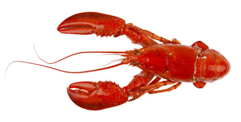 Lobster