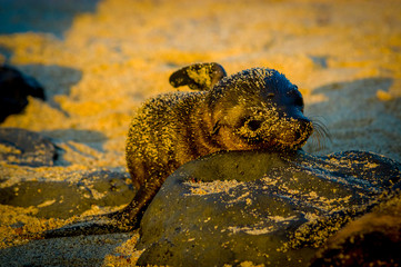 baby sea lion at sunset in galapagos islands