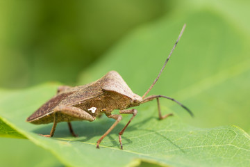 hemiptera