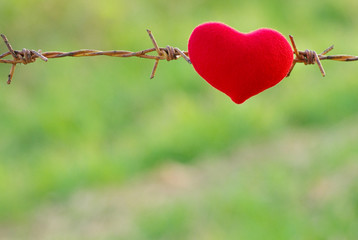 red heart and barbed wire. Love