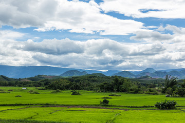 Fototapeta premium Rice field