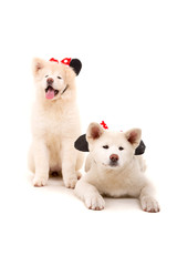 Obraz premium Akita Inu