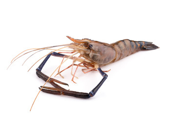 Giant freshwater prawn, Fresh shrimp isolate on white background
