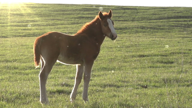 Foal in the Sun