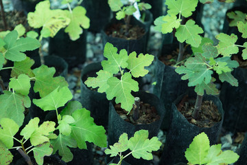 Young Fig agriculture