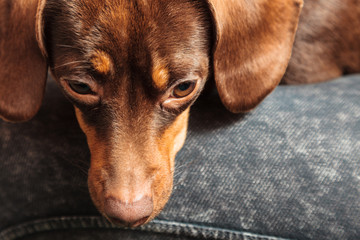 mixed dog relaxing on human legs