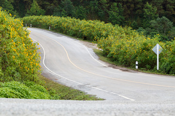 Fototapeta premium The road through the Mexican Sunflower Weed bloom at Mae Hong So