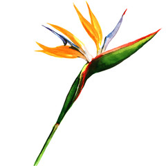 Obraz premium strelitzia, bird of paradise flower isolated, botanical